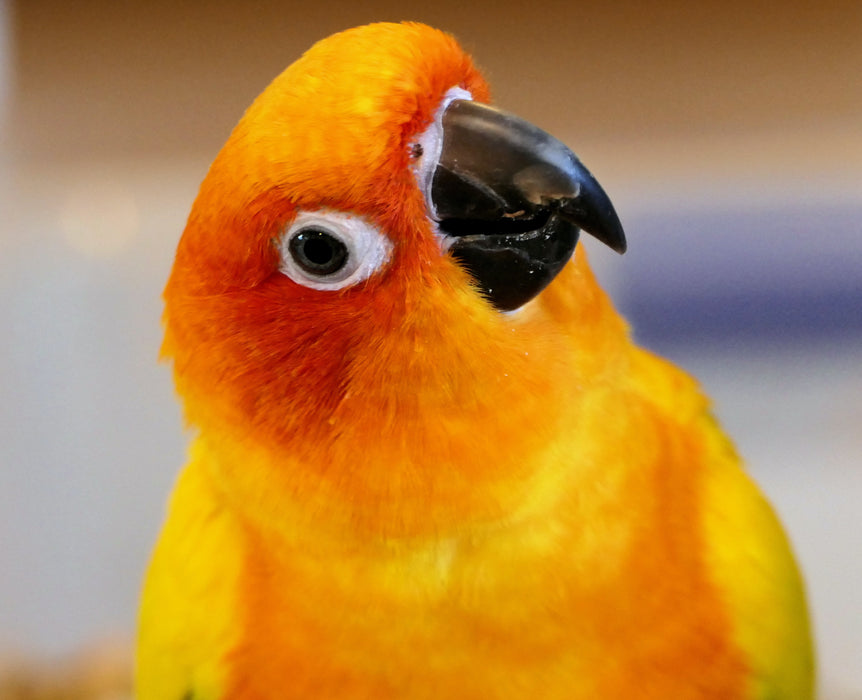 Actual Pet Photo Memorial Keyring - Engraved Dog Remembrance Gift Silver Gold - KCD007