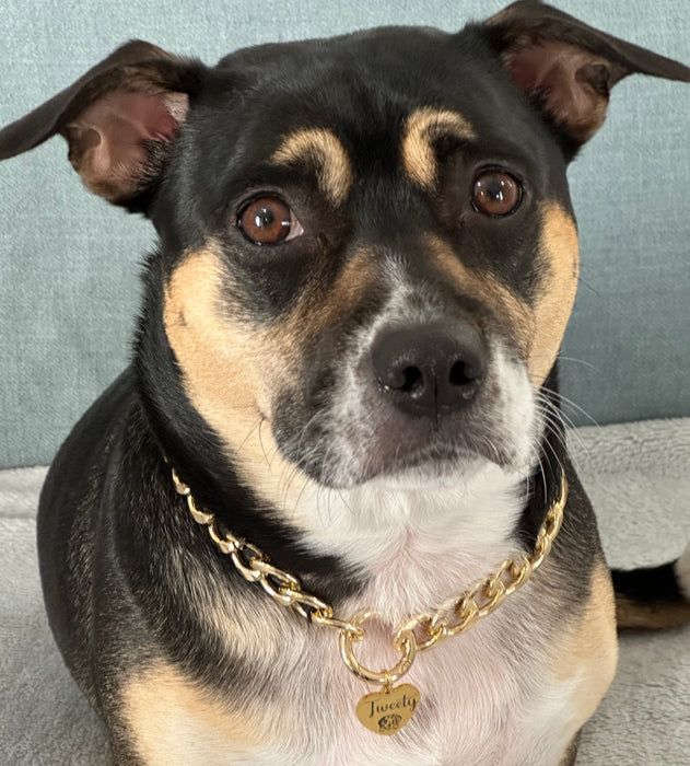 Dog Chain Collar Personalized, Lightweight Cuban Chain Dog Necklace, Custom Dog Necklace for Dog, Gold Dog Fashion Collar, Gift for Dog Mom - DCN66