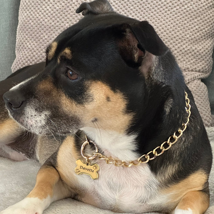 Gold chain link dog collar best sale