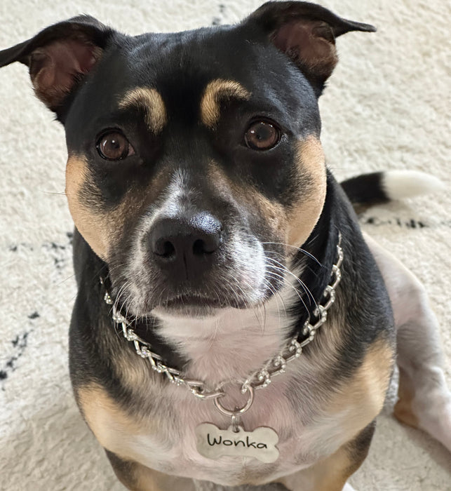 Personalized Cuban Chain Link Dog Collar, Lightweight Custom Vanity Necklace Gold, Gift for Dog Mom, Curb Chain Collar, Dog Necklace for Dog - DCN46