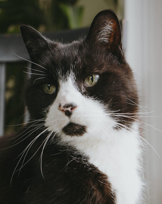 Engraved Pet Photo Keychain Personalized in Stainless Steel -  Pet Loss Memorial Gift - Cat Portrait Keyring - KCD005