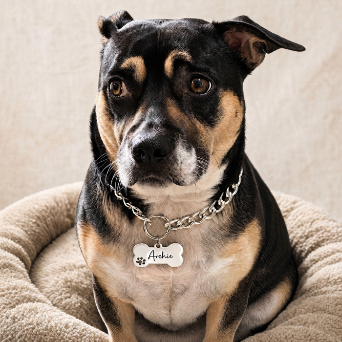 Personalised Dog Chain Collar: Lightweight Silver Gold Pet Necklace Custom Size Optional Bone ID Tag S-XL - DCN73
