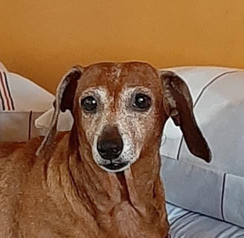 Personalised Engraved Pet Remembrance Gift - Dog Cat Photo Memorial Keychain Silver Gold Rose Gol - Pet Loss Gift - KCD003