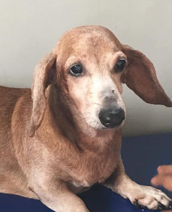 Pet Photo Memorial Keychain - Engraved Dog Cat  Portrait Keychain Stainless Steel - Silver Gold Rose Gold  Dog Remembrance Gift - KCD004