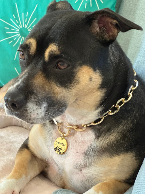 Cute Fashion Dog Necklace for Dog in Silver & Gold, Lightweight Personalzied Chain Dog Collar, Non-Tarnish Chain Link Pet Collar, Dog Gift