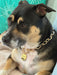 Cute Fashion Dog Necklace for Dog in Silver & Gold, Lightweight Personalzied Chain Dog Collar, Non-Tarnish Chain Link Pet Collar, Dog Gift