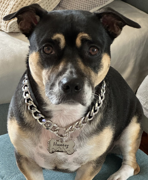 Chain Collar Necklace for Dog with Dog Tag Lightweight, Personalized Fashion Necklace for Small to Big Dog in Silver or Gold, Dogs Gift