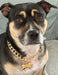Lightweight Cuban Chain Dog Collar Necklace, Choker-style Dog Collar, Personalized Dog Necklace with Dog Tag, Custom Puppy Chain Collar