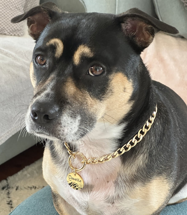Lightweight Custom Dog Chain Collar with Dog Tag, Personalized Dog Necklace for Dog, Cuban Chain Dog Collar, Cute Fashion Necklace for Dog