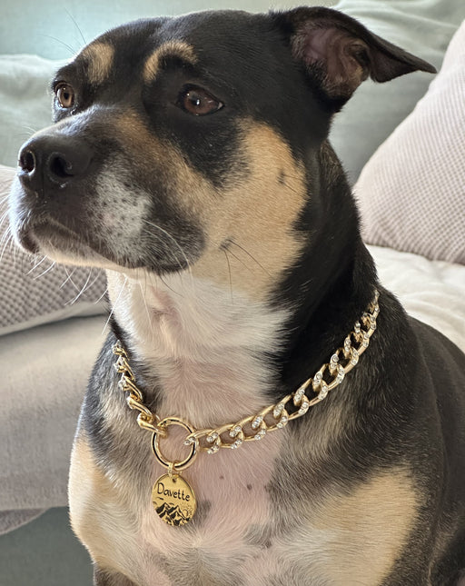 Personalized Dog Chain Collar in Silver & Gold, Lightweight Custom Dog Necklace for Dog with Dog Tag, Non-Tarnish Chain Link Pet Collar