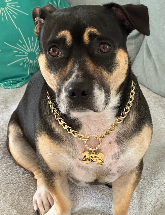 Cuban Chain Dog Necklace for Dog Lightweight, Personalized Dog Chain Collar with Dog Tag, Fashion Necklace for Small to Large Dog, Dog Gift