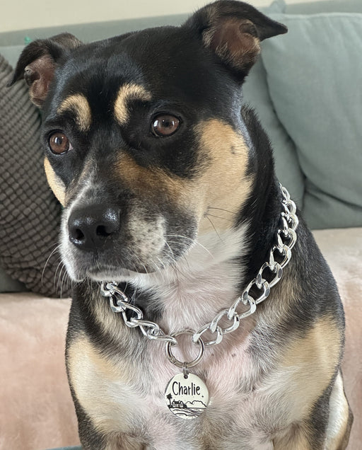 Lightweight Personalized Chain Link Collar for Dog in Silver & Gold, Custom Dog Necklace with Dog Tag, Cute Fashion Dog Necklace, Dog Gift