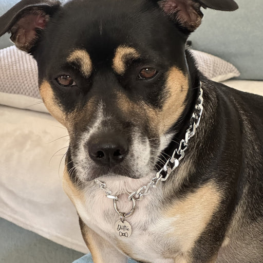 German Shepherd Husky Pitbull Mix Puppy German Shepherd Rottweiler