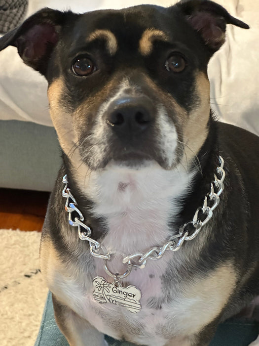 Custom Dog Chain Collar with Dog Tag, Lightweight Chain Link Collar Necklace for Small to Large Dog Silver Gold, Personalised Dog Necklace