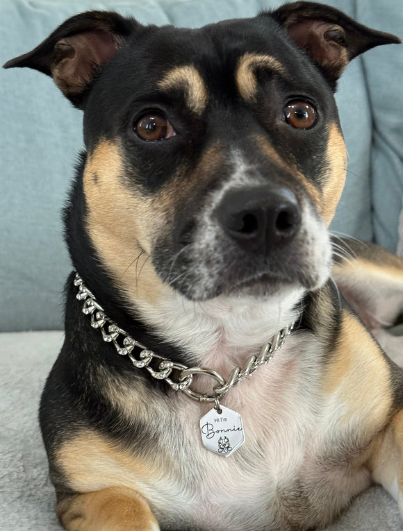 Staffy hotsell chain collar