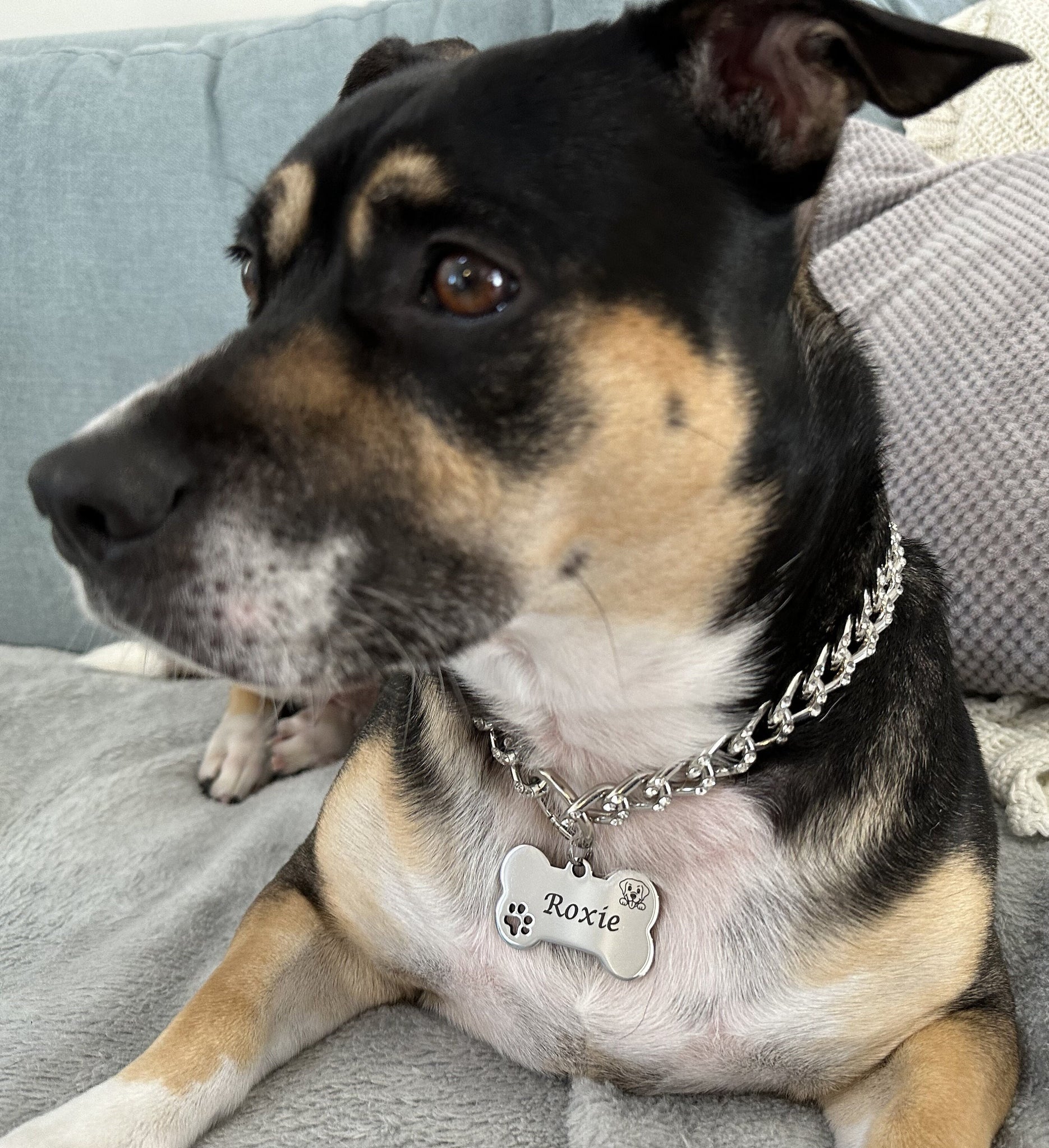 Chain Dog Collar Medium Cuban Link Dog Necklace Lightweight 